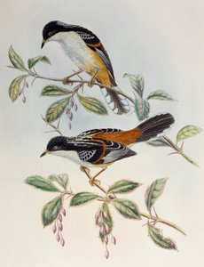Rufous-backed Sibia (Heterophasia annectans), de Birds of Asia