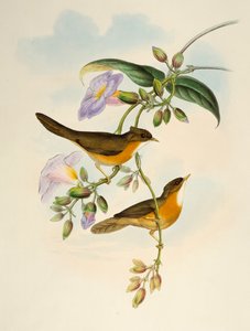 Tawny-bellied Babbler (Dumetia hyperythra), litografia de Birds of Asia
