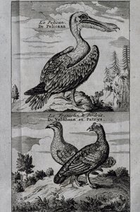 Pelican, Hazel grouse e Partridge, gravura de Voyage feita para Hudson