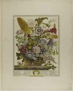 Agosto, de Doze Meses de Flores de Henry Fletcher