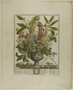 Janeiro, de Doze Meses de Flores