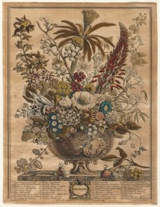 Doze meses de flores: dezembro de 1730.
