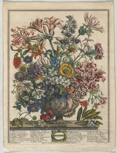Doze meses de flores: outubro de 1730.