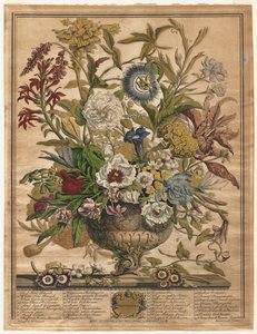 Doze Meses de Flores: Setembro, 1730.