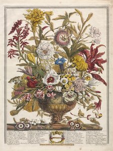 Doze meses de flores: setembro de 1730.