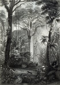 Cena em uma floresta brasileira gravada por J. Bishop