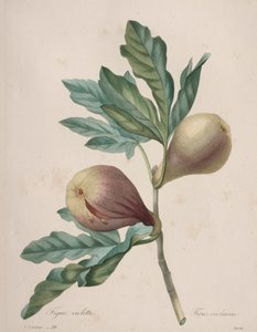 Escolha das flores mais bonitas... das frutas mais bonitas: Figo Violeta