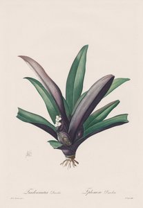Les Liliacées: Tradescantia discolor de Henry Joseph Redouté