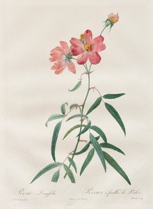 As Rosas: Rosa Longifólia