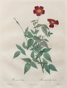 As Rosas: Rosa indica de Henry Joseph Redouté