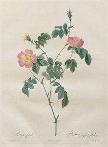 As Rosas: Rosa indica