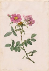 Morro Rosa Monsonian de Henry Joseph Redouté