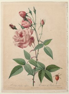 As Rosas: China ou Rosa de Bengala