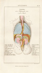 Vísceras humanas em vista posterior
