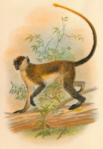 Guenon Verde, 1897