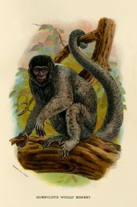 Macaco lanoso de Humboldts, 1896