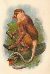 O macaco-narigudo, 1897
