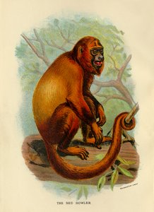 O furo vermelho, 1896
