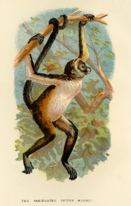 O Macaco-Aranha Variegado, 1896