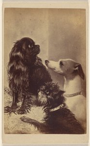 Floss, Daisy  Fairy; Cães de Barroness [sic] McClifford. Pintado pela Sra. Pointer. de Henry Pointer