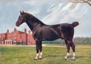 Garanhão Hackney Danegelt, c1905 c1910 de Henry Powell Palfrey