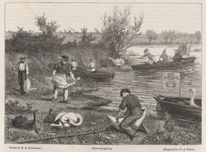 Swan-Hopping
