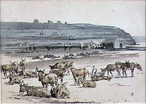 Donkeys on the Golf Course, ilustração da revista 