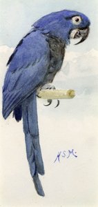Arara azul, c.1890