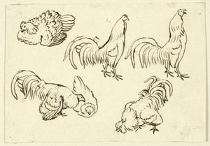 Esboços de aves de capoeira