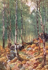 Um bosque de bétulas na primavera, junto a Loch Maree, Ross-Shire (litografia a cores) de Henry Sutton Palmer