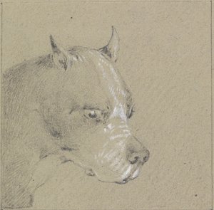 Cabeça e ombros de um cão boxer (grafite aumentado com branco sobre papel) de Henry Thomas Alken
