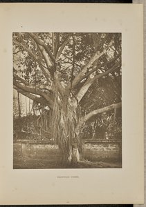 Banyan Tree, com caules jovens de Aërial de Henry W. Cave