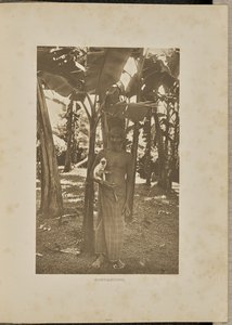 Companheiros de Henry W. Cave