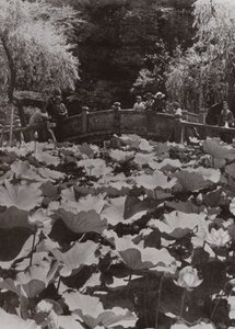 Um Lotus-Pond (foto a p/b) de Herbert Ponting