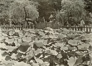 Lotus Pond, 1910. de Herbert Ponting