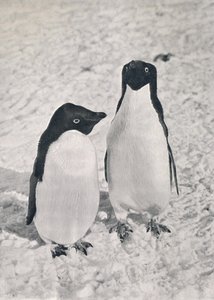 Um par de pinguins de Adélie, c1911, 1913 de Herbert Ponting