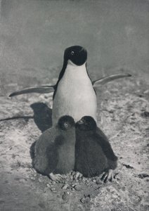Uma Mãe Orgulhosa, c1911, 1913 de Herbert Ponting