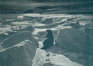 Um selo de Weddell na praia, c1911, 1913 de Herbert Ponting