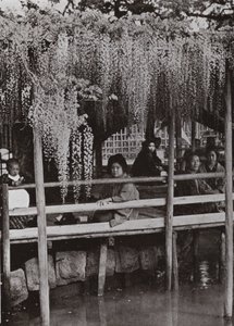 Uma Wistaria Arbour em Kameido (foto a p/b) de Herbert Ponting