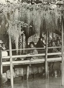 Um mandril de glicínias em Kameido, 1910. de Herbert Ponting