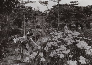 No Iris Garden em Hori-kiri (foto a p/b) de Herbert Ponting