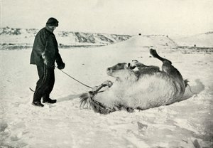 Cherry-Garrard dando a seu pônei Michael um rolo na neve, c1911, 1913 de Herbert Ponting