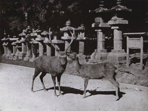 Veado, um Estudo em Nara (foto a p/b) de Herbert Ponting