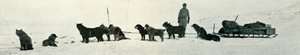 Cães com lojas prestes a deixar Hut Point, c1911, 1913 de Herbert Ponting