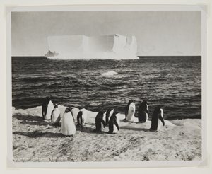 Iceberg à deriva em Cape Royds (impressão de brometo) de Herbert Ponting