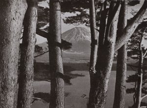 Fuji através dos Pinheiros (foto a p/b) de Herbert Ponting