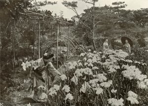 Em um jardim da íris, 1910. de Herbert Ponting