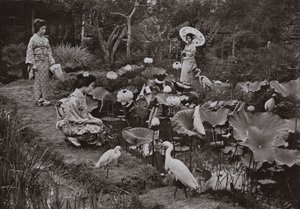 Em um Jardim de Lótus (foto a p/b) de Herbert Ponting