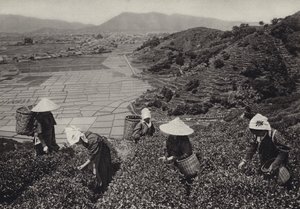 Japão na década de 1920: Colheita do chá (foto a p/b) de Herbert Ponting