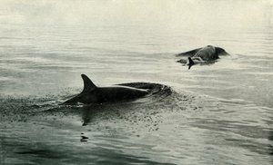 Baleias assassinas subindo para explodir, c19101913, 1913 de Herbert Ponting